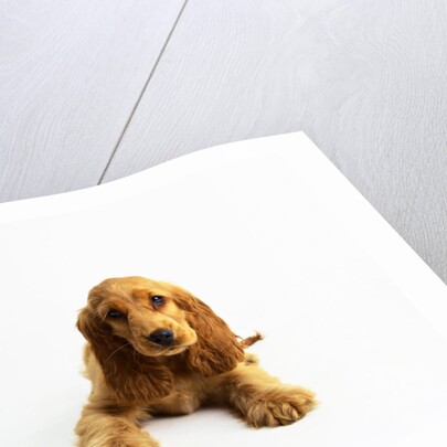 Cocker Spaniel Puppy by Anonymous