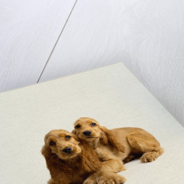 Pair of Cocker Spaniel Puppies by Anonymous