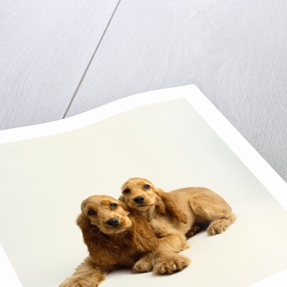 Pair of Cocker Spaniel Puppies by Anonymous