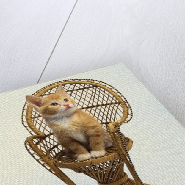 Kitten Sitting on Chair by Anonymous