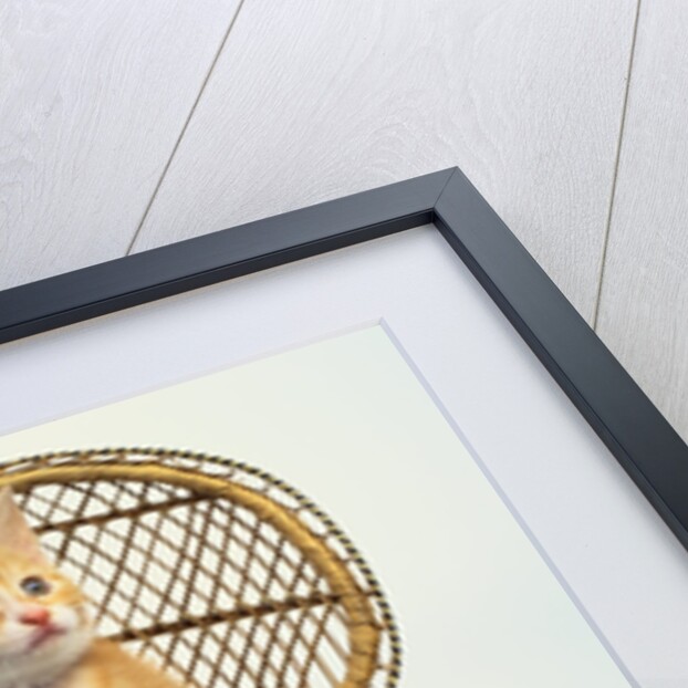 Kitten Sitting on Chair by Anonymous