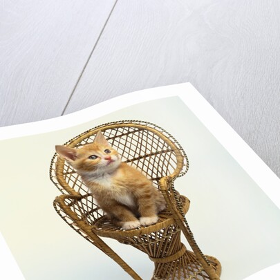 Kitten Sitting on Chair by Anonymous