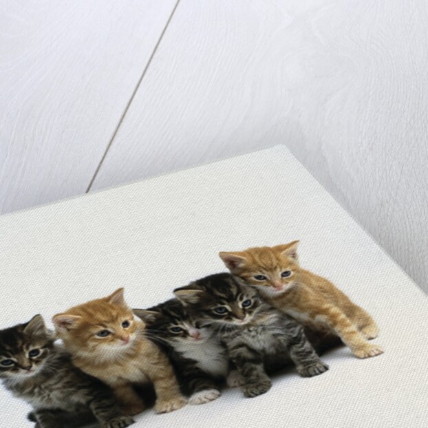 Five Tabby Kittens by Anonymous