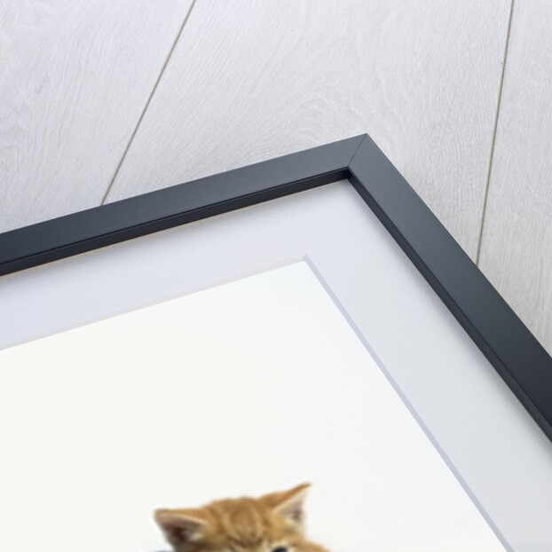 Five Tabby Kittens by Anonymous