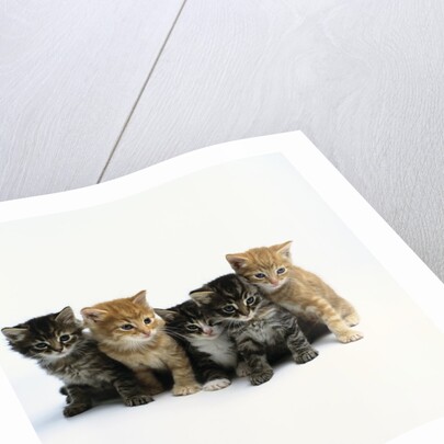 Five Tabby Kittens by Anonymous