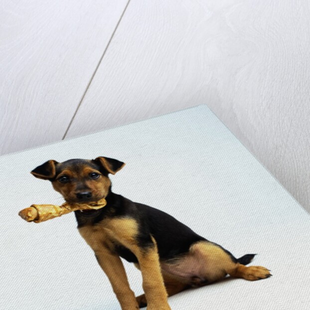 Puppy Holding a Bone by Anonymous