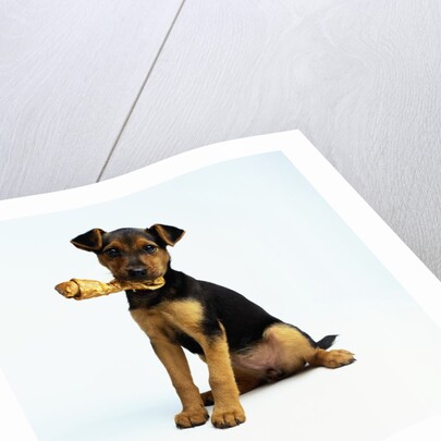 Puppy Holding a Bone by Anonymous