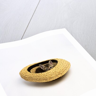 Gray Kitten Hiding in Hat by Anonymous