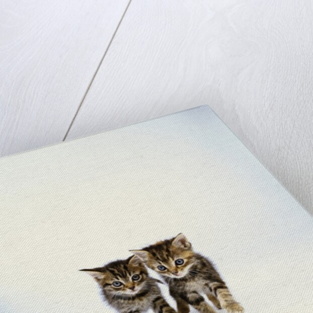 Pair of Tabby Kittens by Anonymous