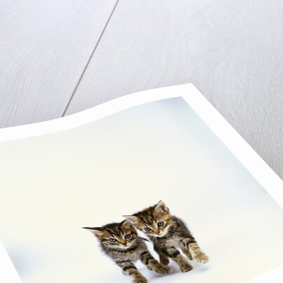 Pair of Tabby Kittens by Anonymous