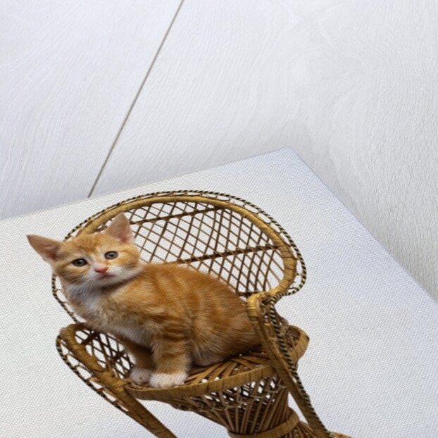 Kitten Sitting on Chair by Anonymous