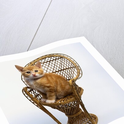 Kitten Sitting on Chair by Anonymous