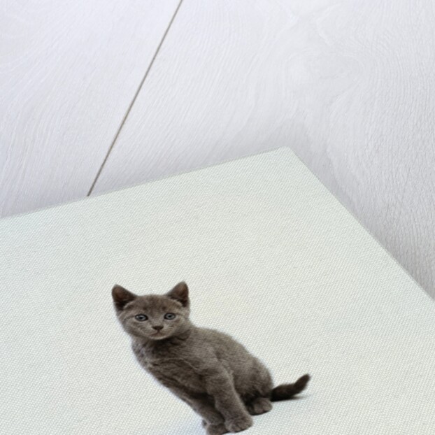 Gray Kitten by Anonymous
