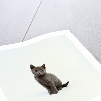 Gray Kitten by Anonymous