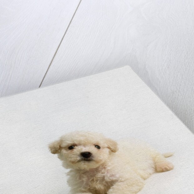 Bichon Frise Puppy by Anonymous