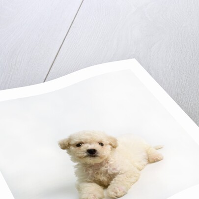 Bichon Frise Puppy by Anonymous