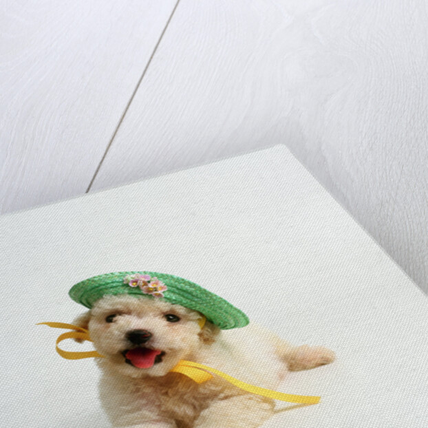 Bichon Frise Puppy Wearing Bonnet by Anonymous