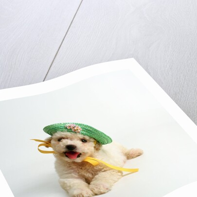 Bichon Frise Puppy Wearing Bonnet by Anonymous