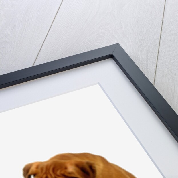 Pair of Boxer Puppies by Anonymous