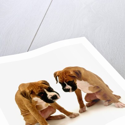 Pair of Boxer Puppies by Anonymous