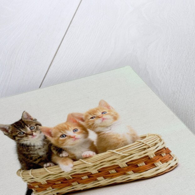 Kittens Sitting in Basket by Anonymous