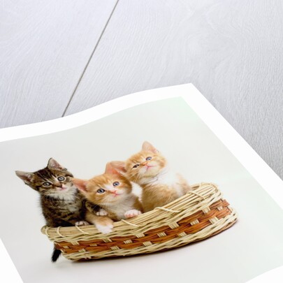 Kittens Sitting in Basket by Anonymous