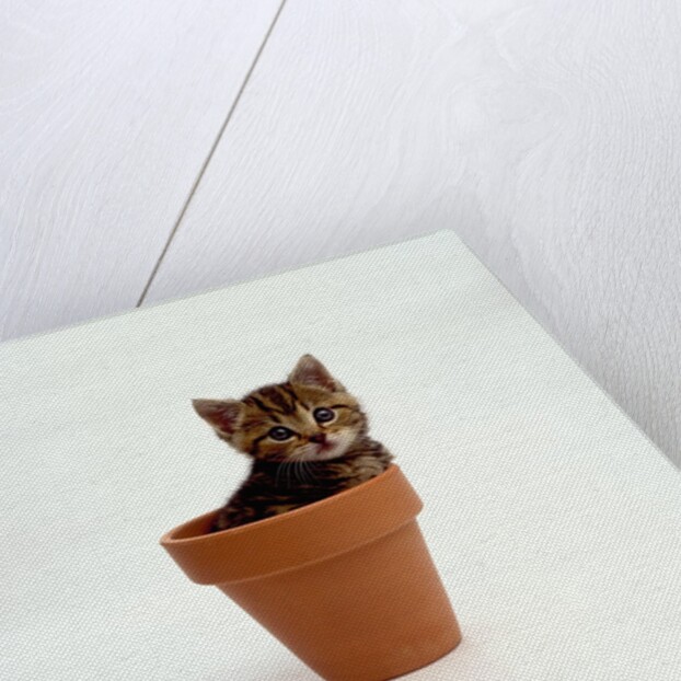 Kitten in Plant Pot by Anonymous