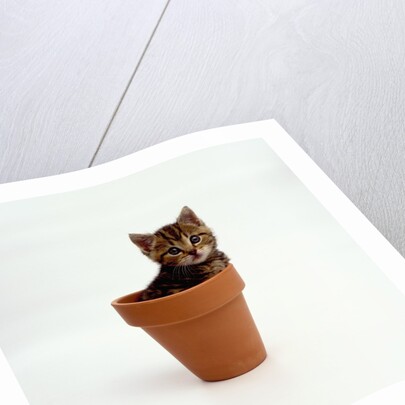 Kitten in Plant Pot by Anonymous