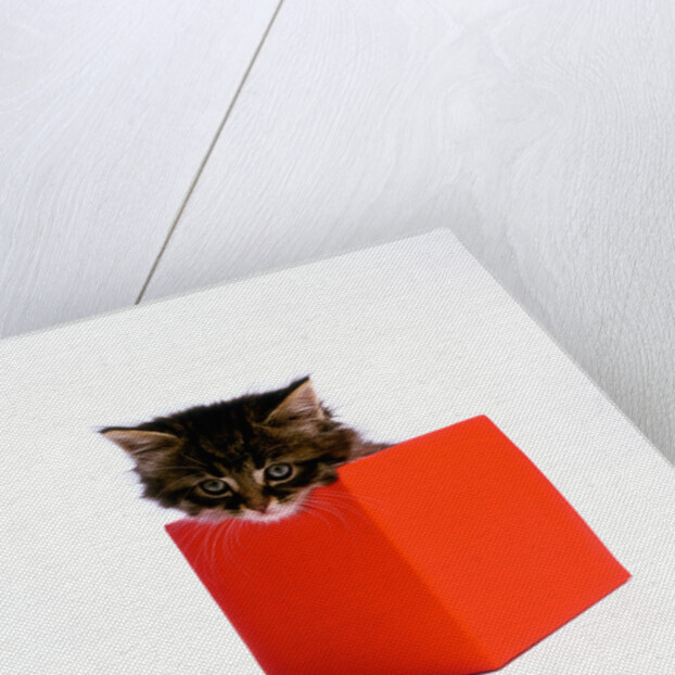 Kitten Sitting in Red Box by Anonymous