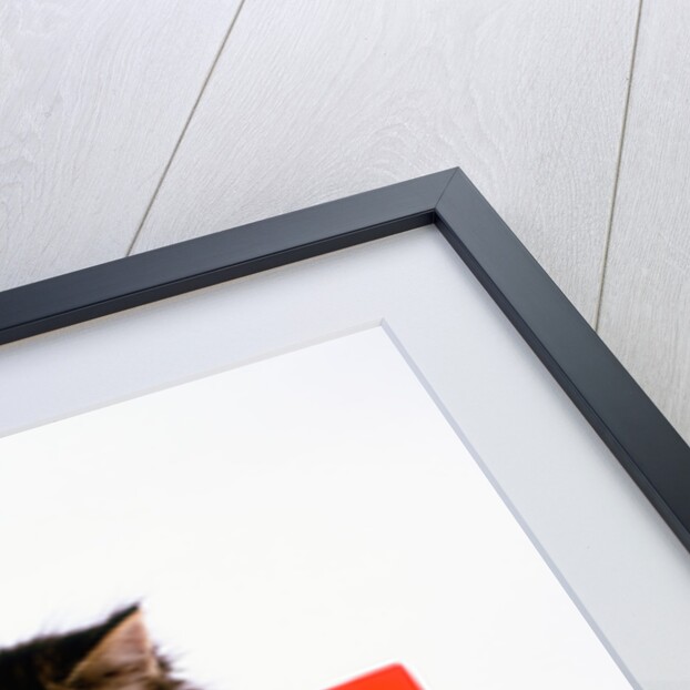 Kitten Sitting in Red Box by Anonymous