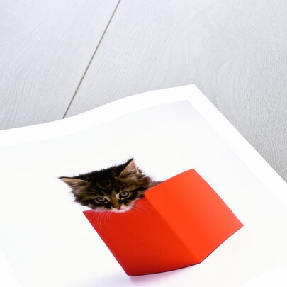 Kitten Sitting in Red Box by Anonymous