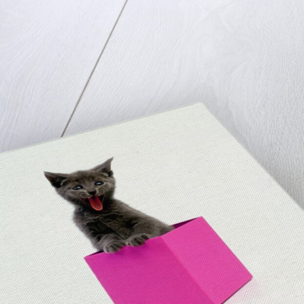 Yawning Kitten in Purple Box by Anonymous