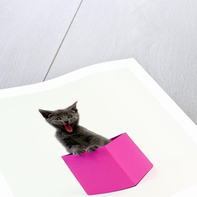 Yawning Kitten in Purple Box by Anonymous