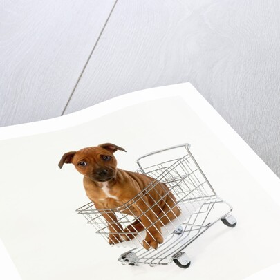 Puppy Sitting in Miniature Shopping Cart by Anonymous