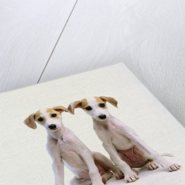 Whippet Puppies by Anonymous