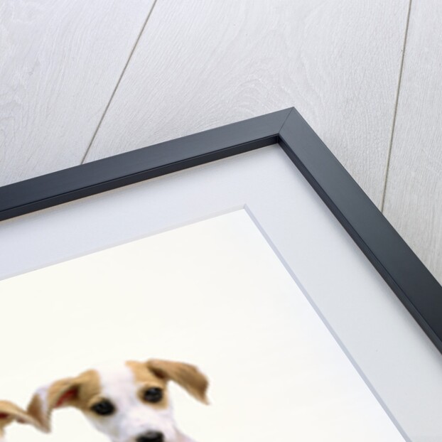 Whippet Puppies by Anonymous