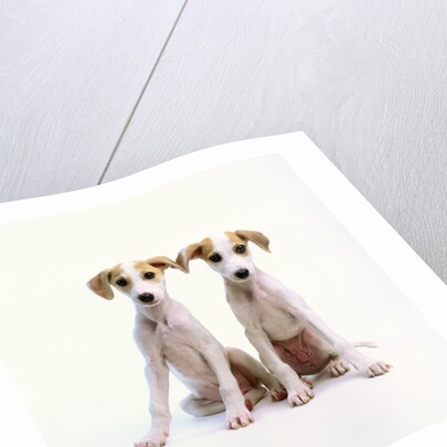 Whippet Puppies by Anonymous