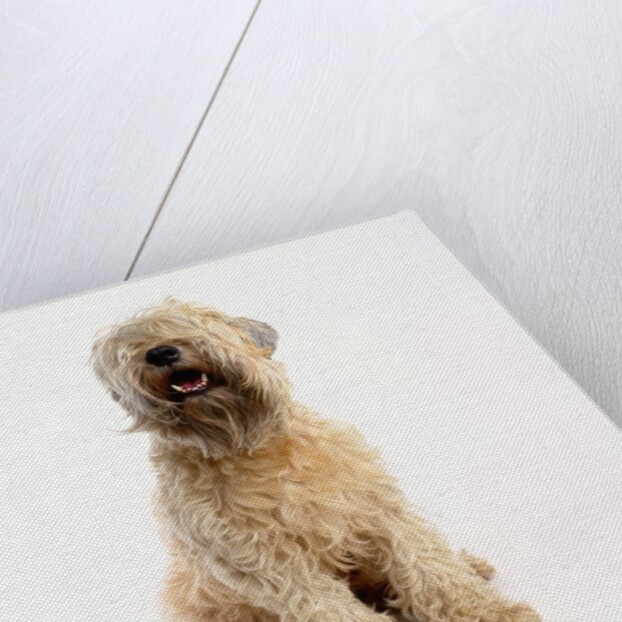 Soft-Coated Wheaten Terrier by Anonymous