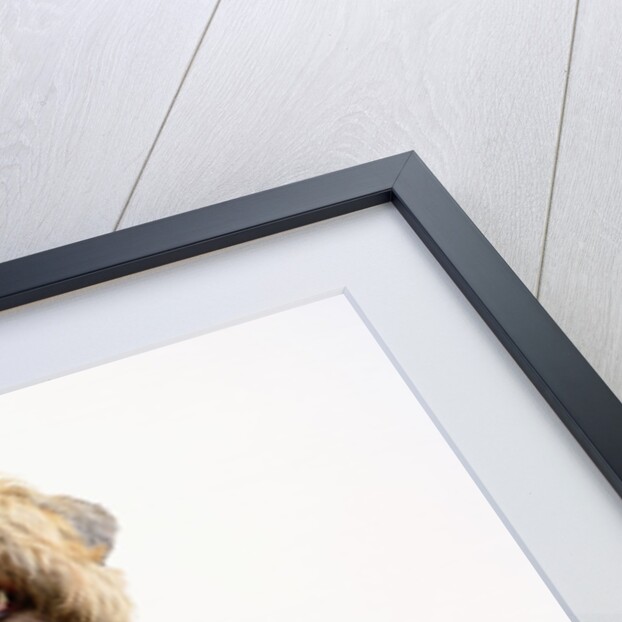 Soft-Coated Wheaten Terrier by Anonymous