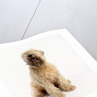 Soft-Coated Wheaten Terrier by Anonymous
