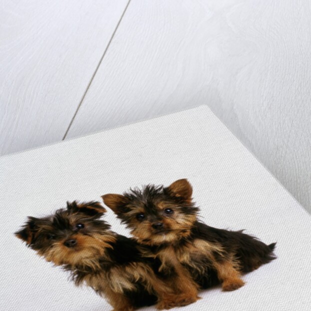 Yorkshire Terrier Puppies by Anonymous