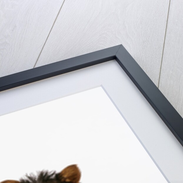 Yorkshire Terrier Puppies by Anonymous