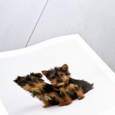 Yorkshire Terrier Puppies by Anonymous