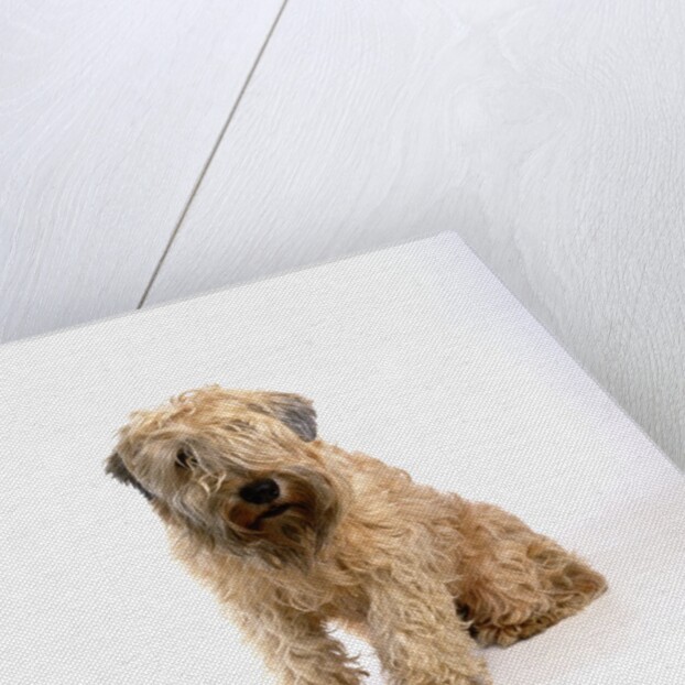 Wheaten Terrier by Anonymous