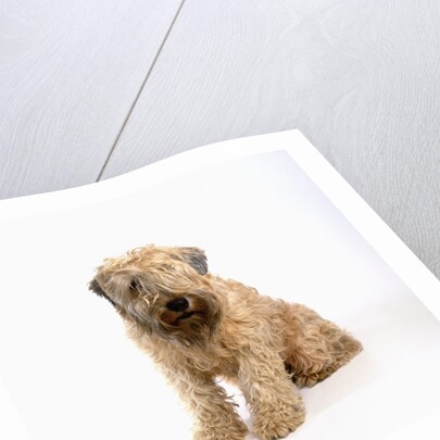 Wheaten Terrier by Anonymous