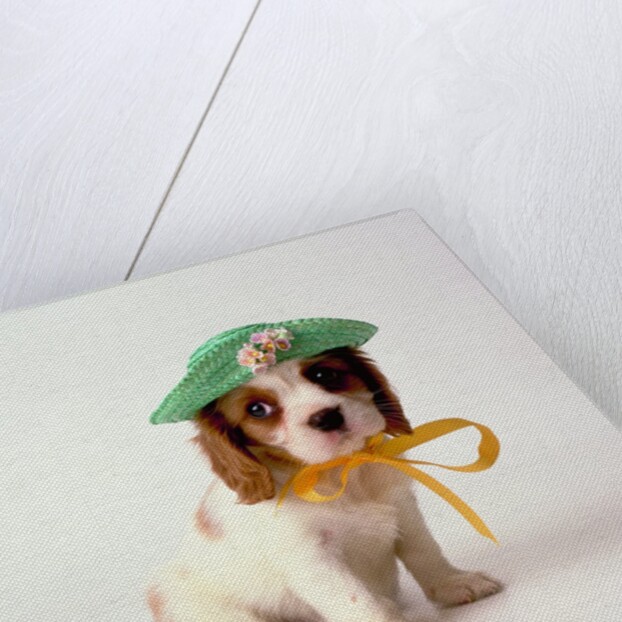 Spaniel Puppy Wearing Ribbon and Hat by Anonymous