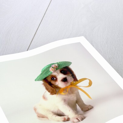 Spaniel Puppy Wearing Ribbon and Hat by Anonymous