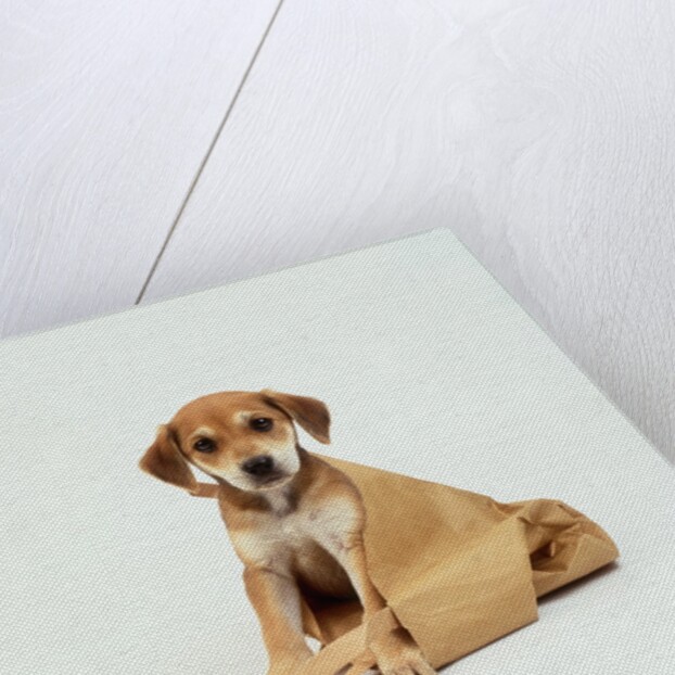 Puppy Sitting in Shopping Bag by Anonymous