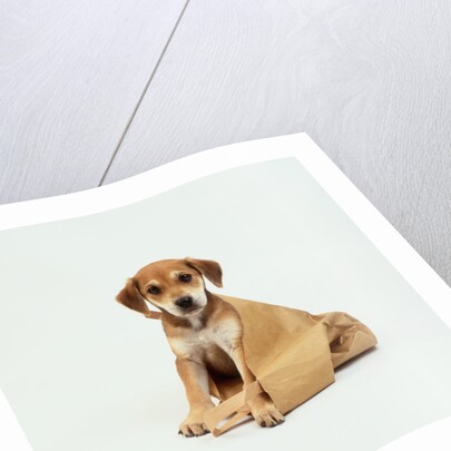 Puppy Sitting in Shopping Bag by Anonymous