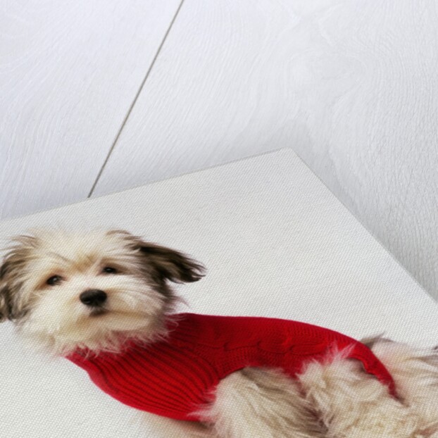 Bichon Havanaise Wearing Red Sweater by Anonymous